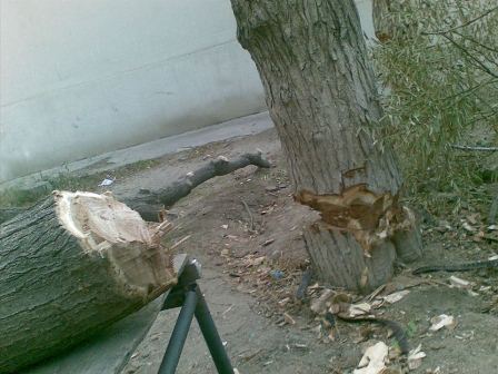 Bakıda qanunsuz ağac kəsimi ilə bağlı cinayət işi başlanılıb